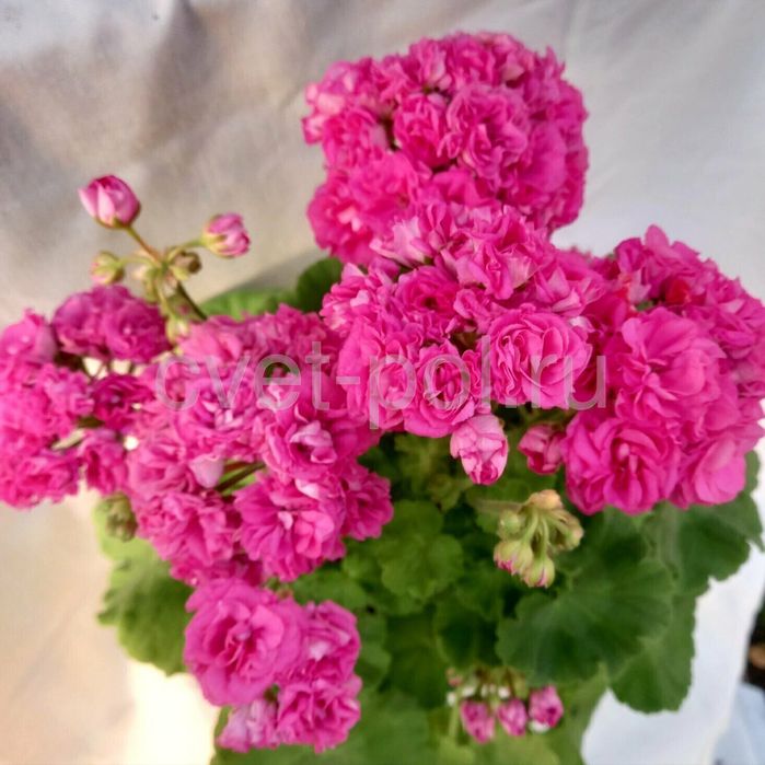 Продам сортову пеларгонію