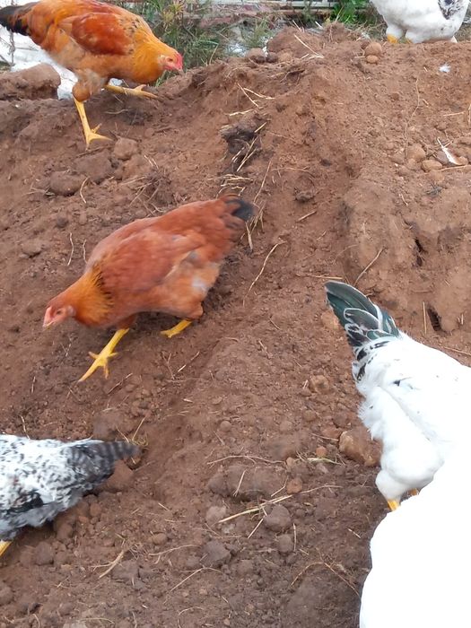 Молоді мясояєчні