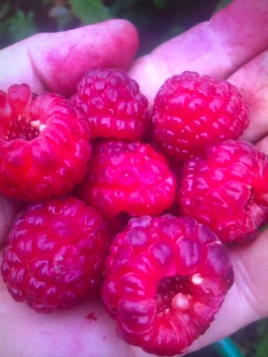 Саджанці малини великі ягоди