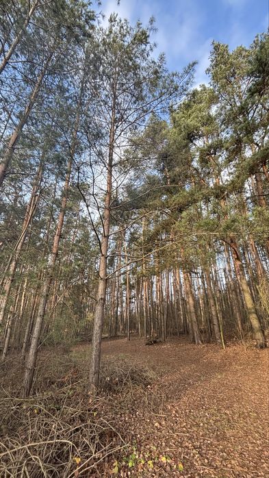 Bratoszewice – działka 11 051 m² | MPZP | las | PKP | blisko A1/A2