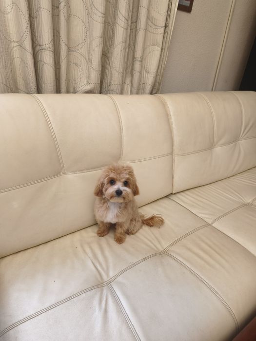 Мальтипу мини девочка мини