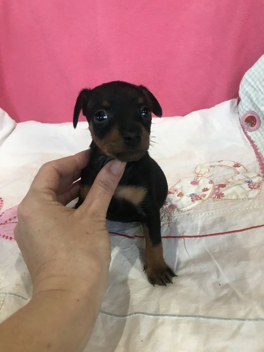 Цвергпинчер девочка