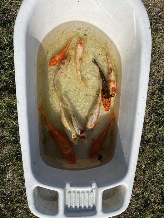 Карпы кои малек и подростки 25-30 см наличие уточнять по телефону