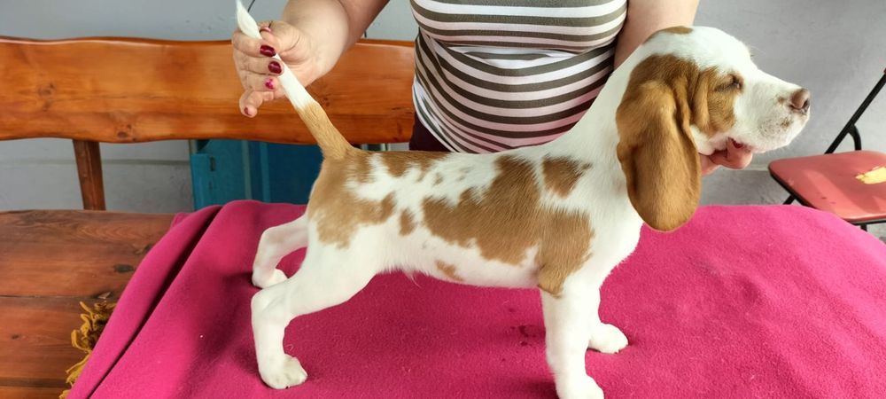Piesek- Szczenię Beagle
