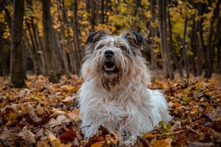 Piękna Suczka do adopcji! Sunia w typie rasy szuka Domku!