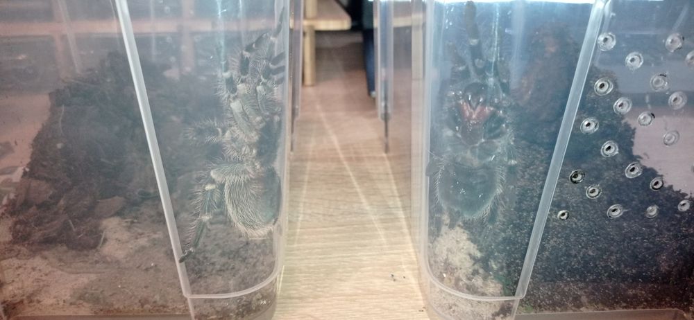 Sprzedam dwa ptaszniki