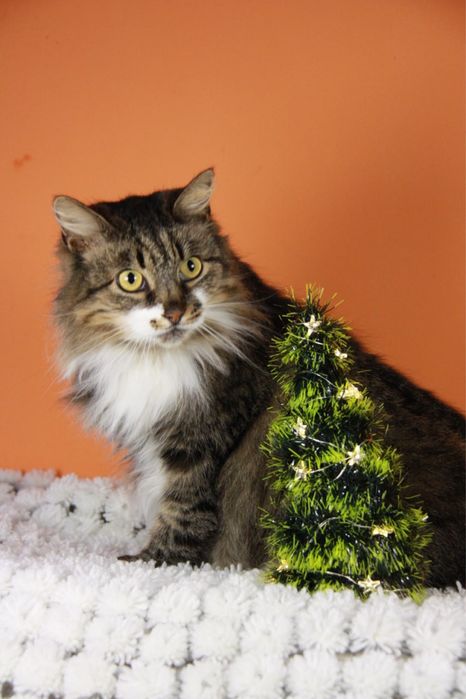 Киця Глаша з Покровська