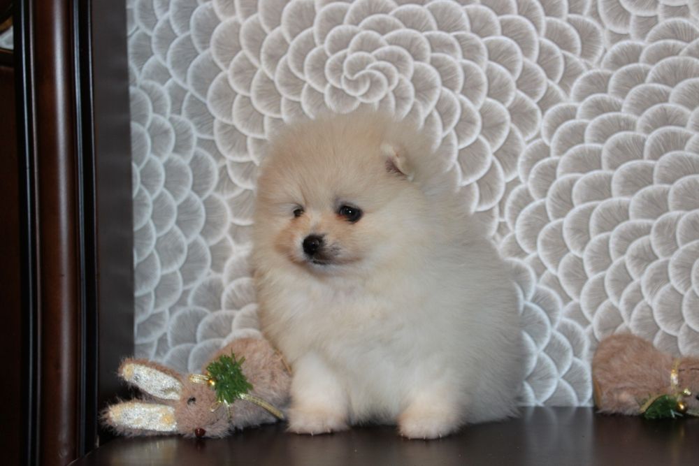 Продам малышей шпицов