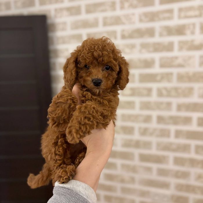 Мальтипу ред браун мини малыш