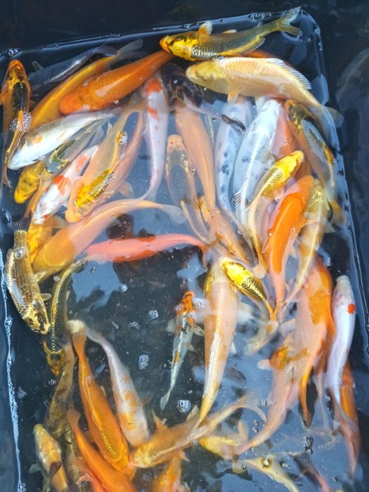 Karp koi 12-16cm