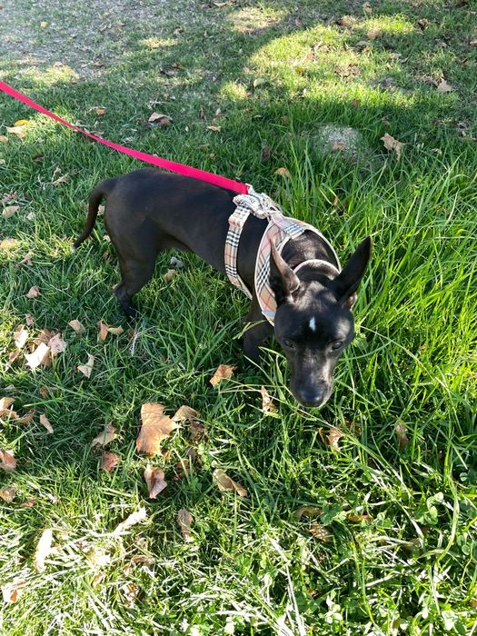 Cadela super dócil com 4 anos