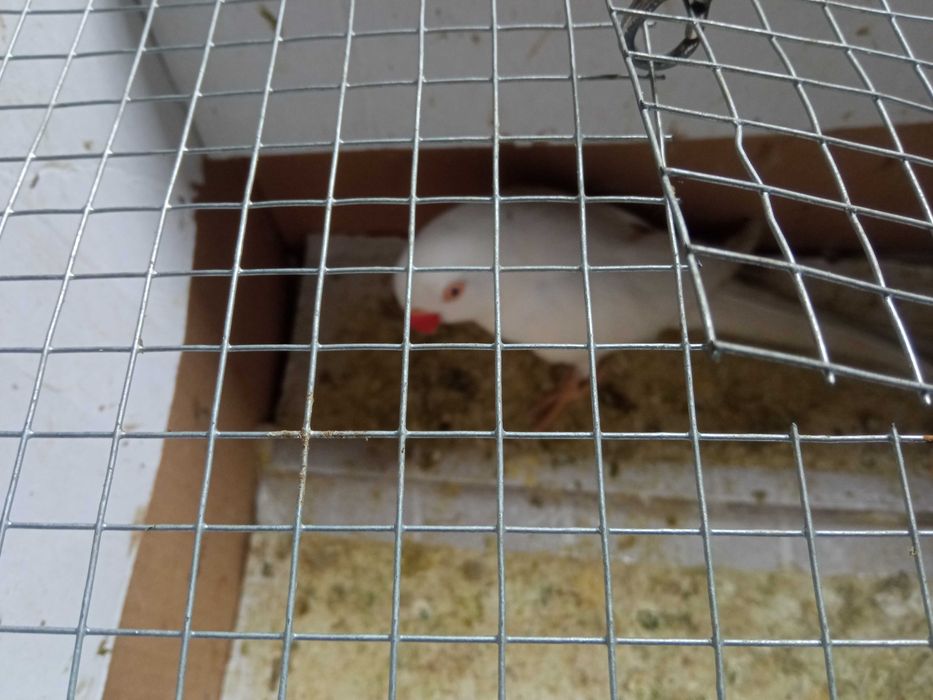 Vendo fêmea rig neck