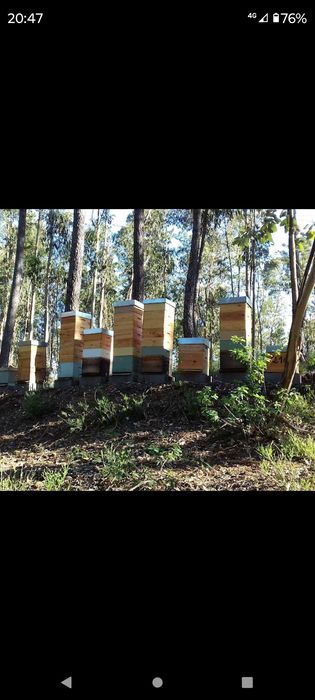 Pólen de abelha 2025