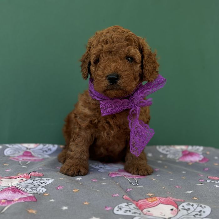 шикарний хлопчик у забарвленні RED BRAUN.