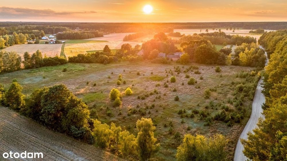 Widok na las, 5 min od miasta - Widok 5