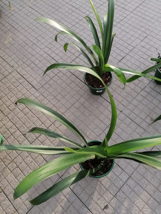 Planta clivias