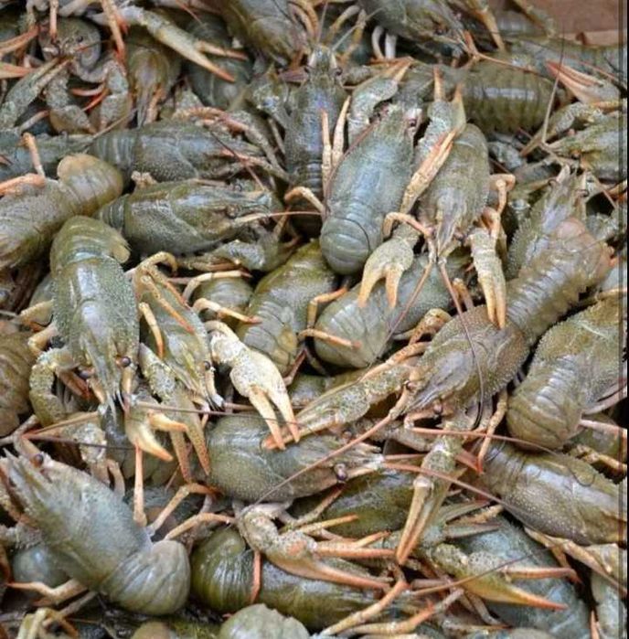 Продам живій рак опт