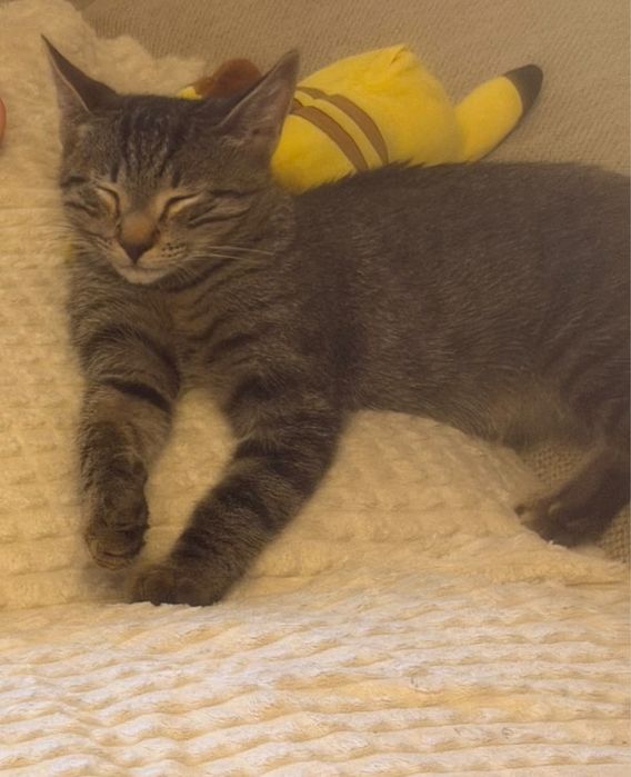 Gato para adotar