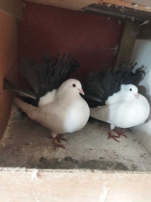 Gołębie pawiki młode i stare