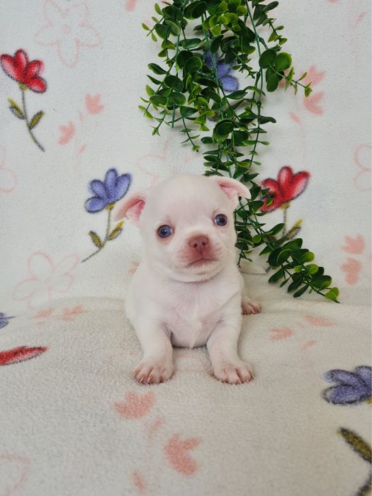 Excecional menino mini Chihuahua/Chiuaua,Qualidade, LinhagemRussa