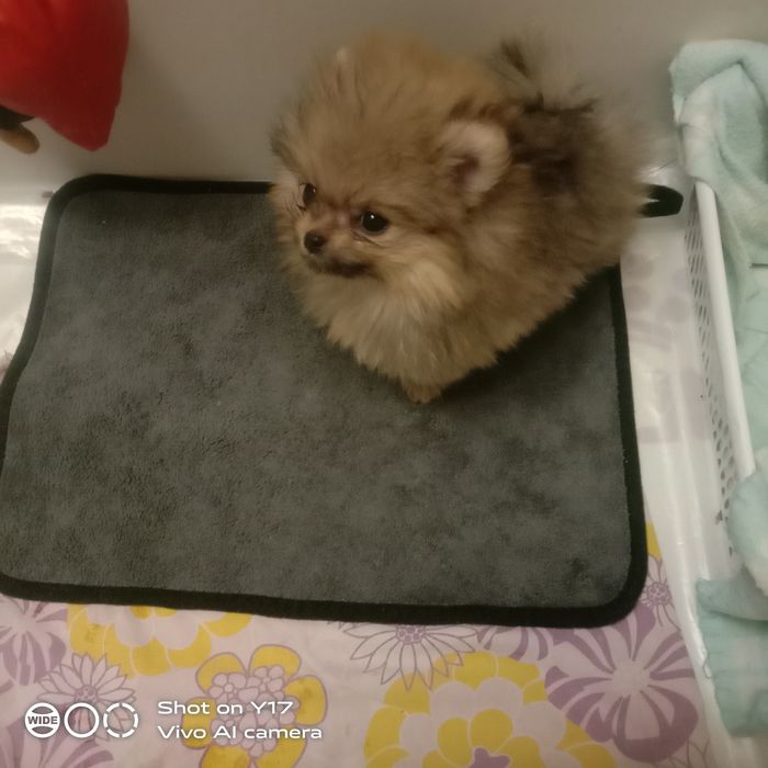 Чистокровний Померанський шпіц.