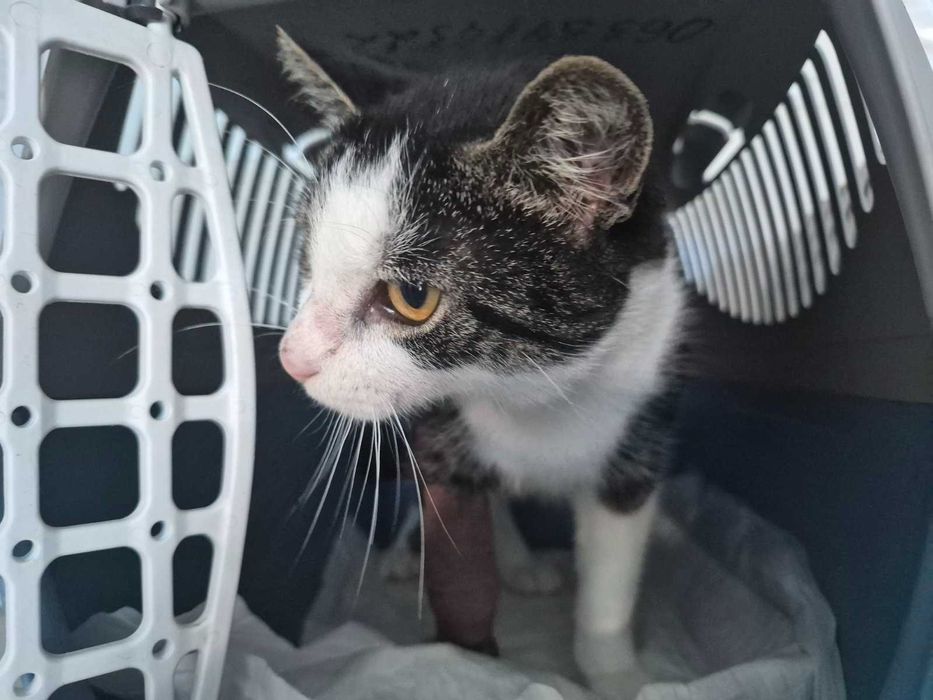 Котик Фугас ищет семью, 10 мес