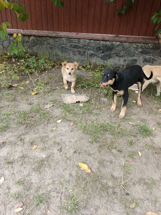 Цуценят в добрі руки. Шанс на життя