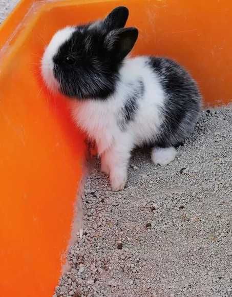 Mini coelhos anões +Gaiola Nova+alimentação +acessórios