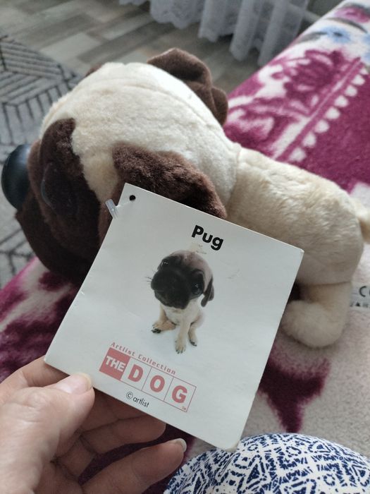 Мопс нова іграшка.