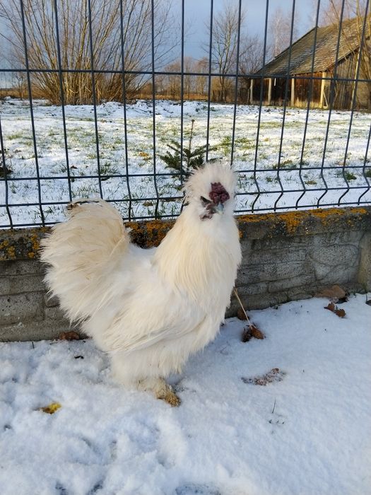 Koguty Silki różne kolory