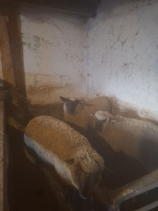 Owce z  jagnieta  miesne Tryki