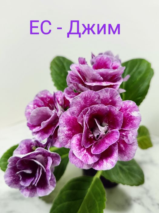 Продам Глоксинію сортову