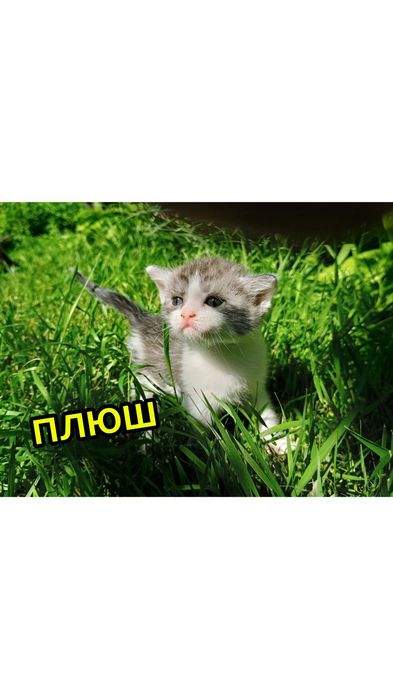 Кошенята !!!Віддам