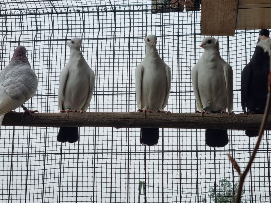 Gołębie  Ogoniaki Dryjery pary weneckie