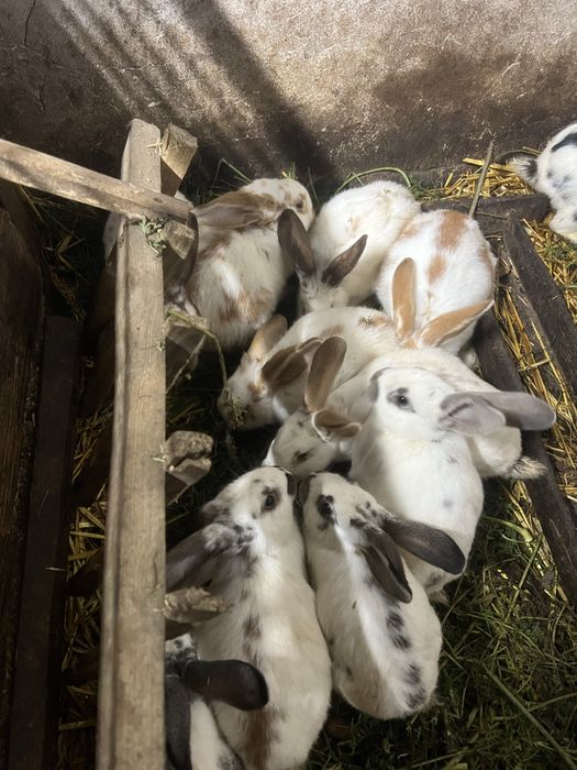 Кролики різних порід