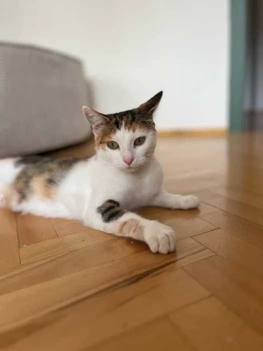 Kotka z bajki - Kania