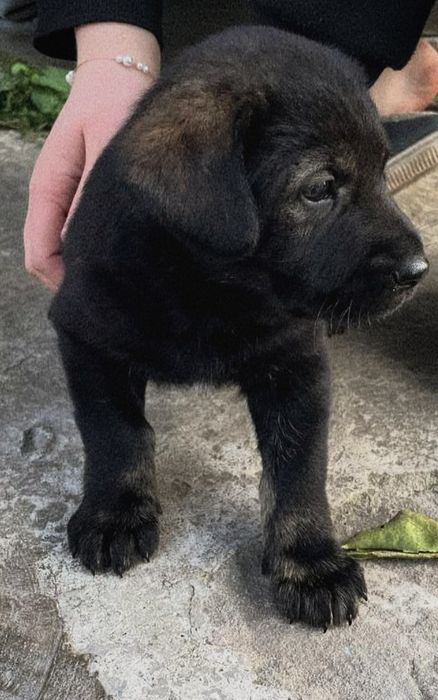 Продам цуценя безкоштовно