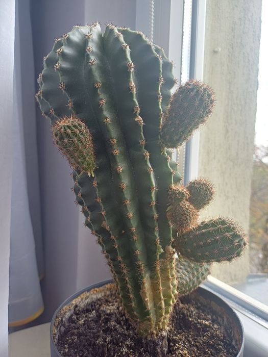 Kaktus, szczepek kaktusa