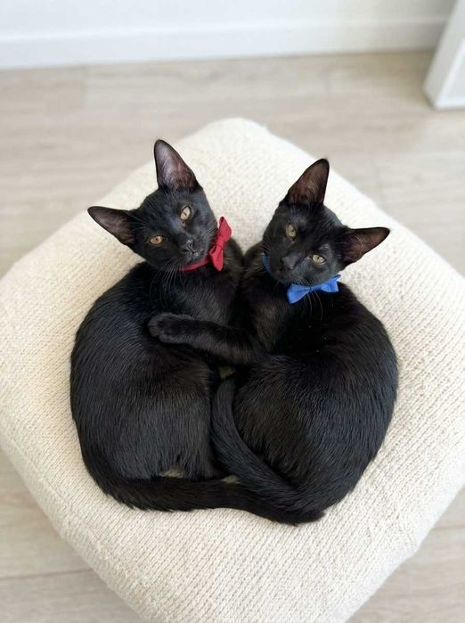 Setúbal / Margem Sul / Lisboa — Simba e Benjamim, gatinhos para adoção