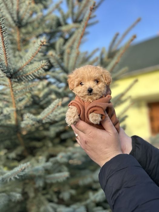 Чарівна дівчинка мальтипу мінв ф1