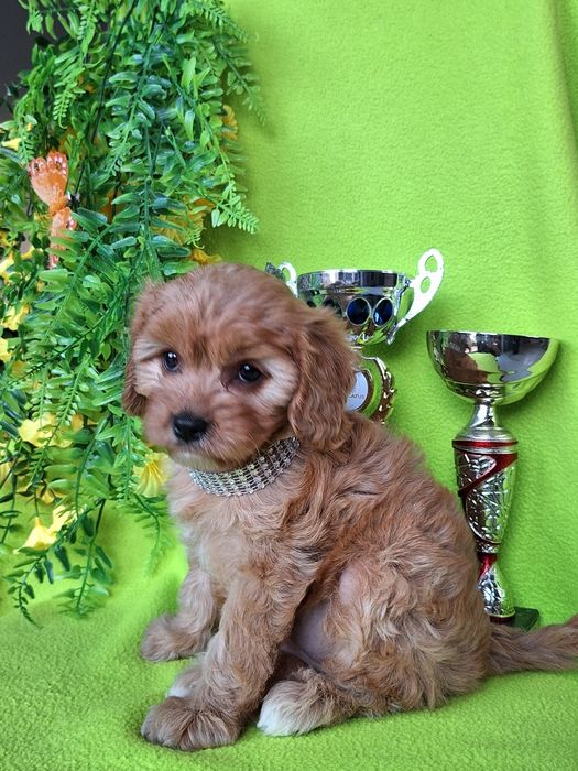 Cavapoo  z paszportem i certyfikatem