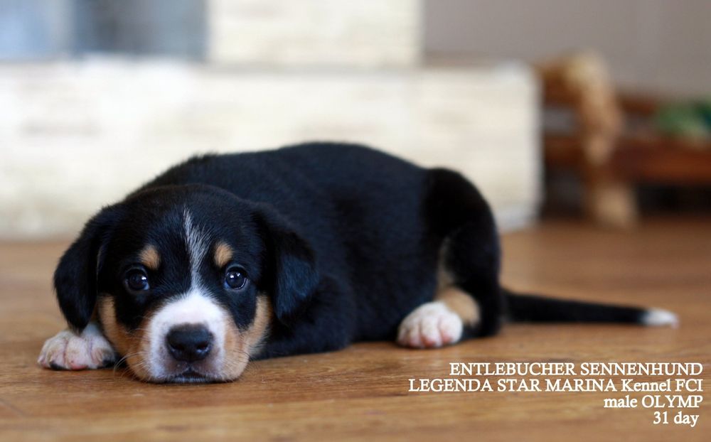 Ентлебухер зенненхунд Olymp! Майбутній чемпіон! Fci entlebucher