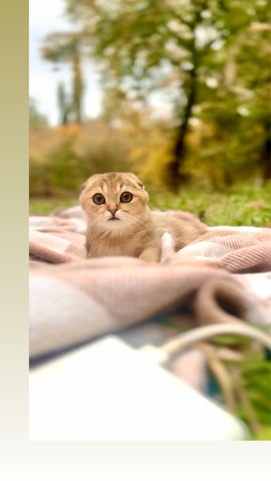 Котики фолд висловухі шотландці золота