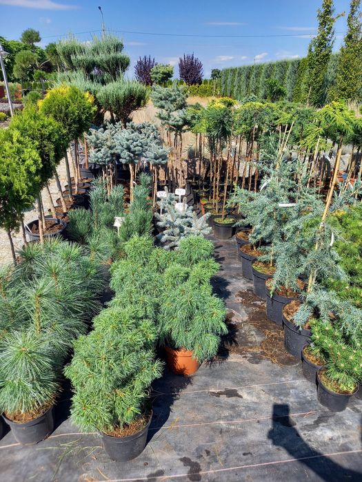 Śliwa Wisniowa Pissardii,Kanzan,Burgundy