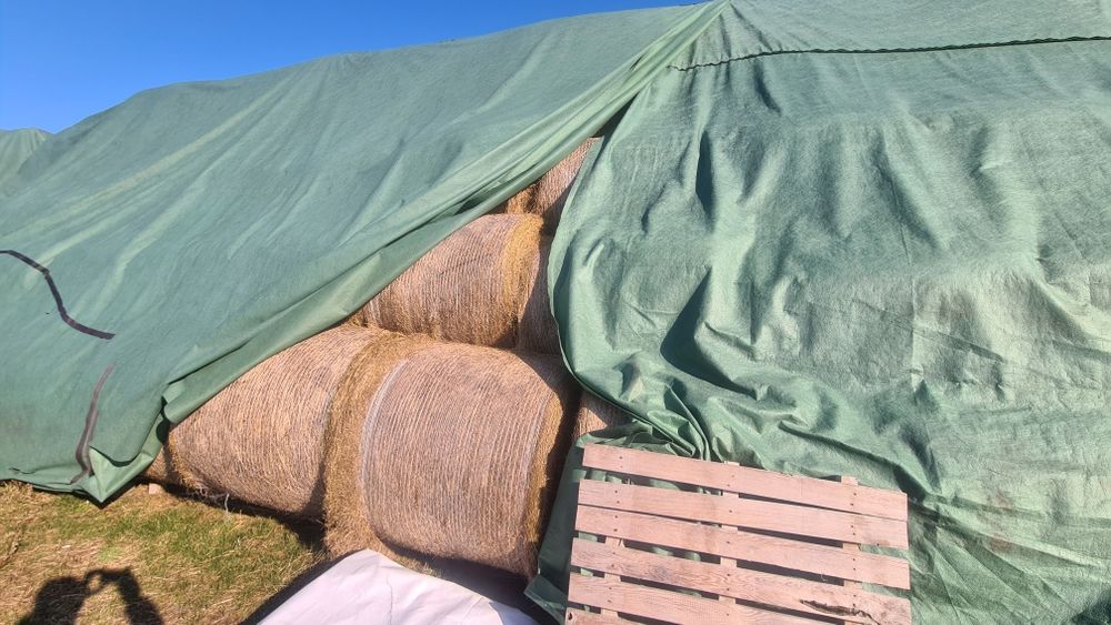 Siano suche belka 120 , dowóz do klienta