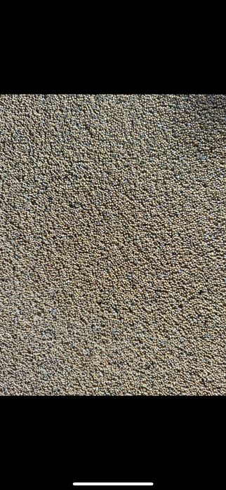 Gorczyca ,  nasiona , wyczyszczona