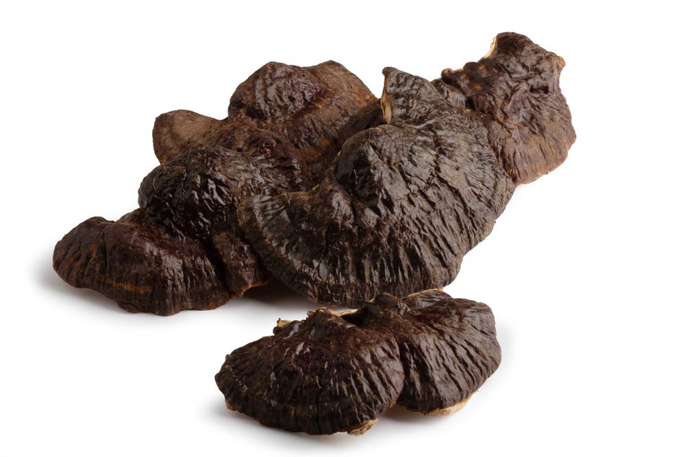 Lakownica żółtawa ( Reishi ) suszony - Trzy Opakowania po 100g