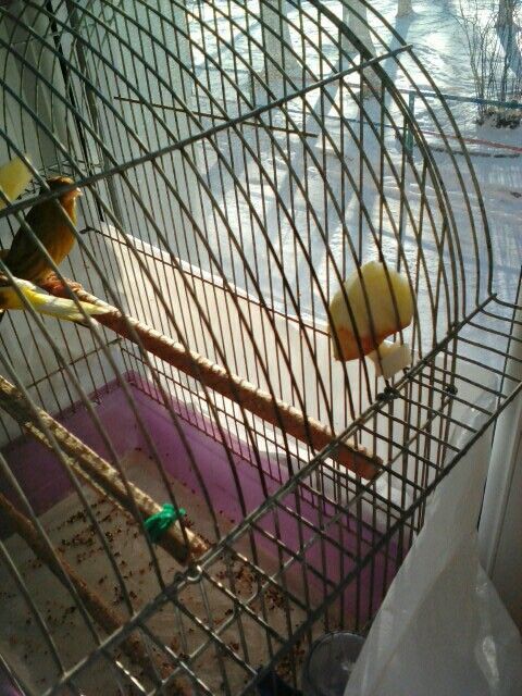 Garfo para fruta, legumes ou vegetais, encaixe para gaiolas, pássaros64552490916482123