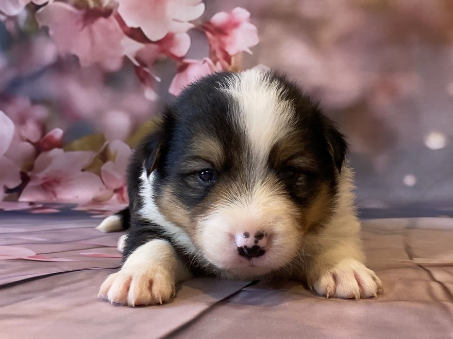Border Collie chłopiec ARES