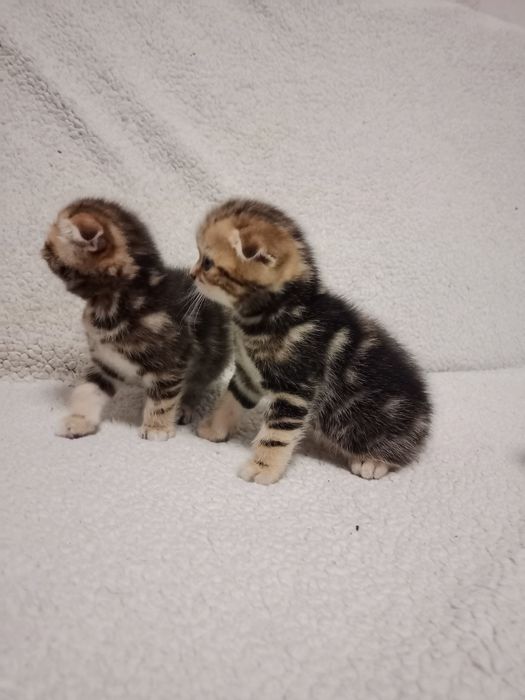 Продам мраморных котят.